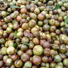 CAS NO. 68917-75-9 camellia Sinensis Seed plant essential Oil For Skin and Hair