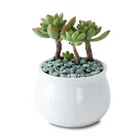 Pot Ceramic White Pot Hot Sale White Ceramic Indoor Mini Round Succulent Flower Pot Wholesale