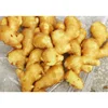 /product-detail/wholesale-price-china-mature-fresh-ginger-62236383183.html