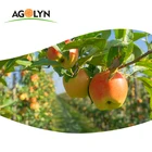 AGOLYN Fresh Fruit Sweet Juicy Royal Gala Apple