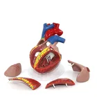 High Quality 3 Times Of Life Size Human Heart Model