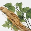 /product-detail/wild-panax-ginseng-root-62337240043.html