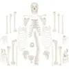 /product-detail/gelsonlab-hsbm-055-human-disarticular-skeleton-model-included-complete-disarticulated-human-skeleton-bundle-62087064275.html