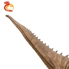 Life size animal Brachiosaurus electronic dinosaur costume model skeleton dinosaur for sale