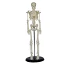/product-detail/human-45cm-mini-skeleton-school-medical-teaching-model-from-shanghai-bc1025-03-62394314865.html