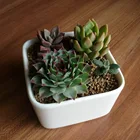 White Flower Pot Amazon Hot Sale Indoor White Mini Square Succulent Garden Ceramic Flower Pot