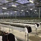Factory hot new products glass greenhouse for flower