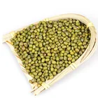2019 season Chinese mung bean seeds for supermarket