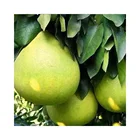 High quality white meat pomelo wholesale chinese white grapefruit vitamin C pomelo wholesale fresh fruit