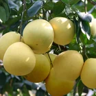 China factory direct fresh fruit grapefruit wholesale honey pomelo vitamin C pomelo wholesale fresh fruit