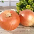 low price yellow onion for export Top quality High standard