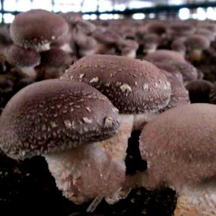 shiitake mushroom bulk logs spawn for sale