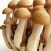 /product-detail/cheap-factory-price-food-enoki-mushroom-spawn-high-quality-brown-beech-62314995138.html