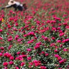 hot sale organic Rose Camellia natural skincare essential oil