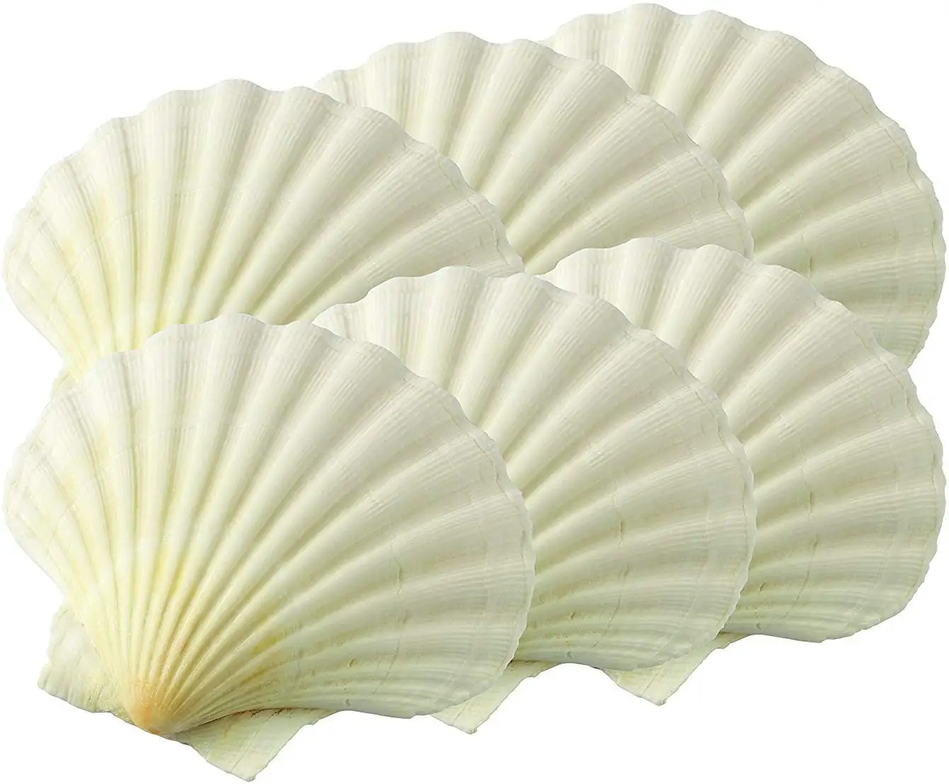 Scallop Shell5