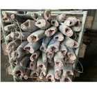 Seafrozen Wahoo Fish Wholesale Price