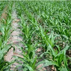 Spunbond polypropylene non woven fabric for agriculture fruit banana protection bags against Insect Pest Bird