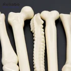 Promotional Ball Pen Pen Pen Pen Pen Reliabo Wholesale Promotional Novelty Bone Plastic Ball Point Pen