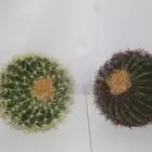 Cactus Artificial Cactus Bonsai Plastic Artificial Potted Cactus Plant Ball For Home Office Decoration