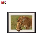 Most Popular High Definition Home Decor Hot 3D Pictures TIGER BIG SIZE 50*70CM
