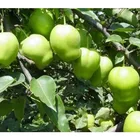 Pears From Pear Hot Sale Pears From China Fresh Su Pear