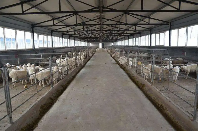 经济的山羊绵羊农场设计在印度崛起羊牛奶肉羊养殖设计最有利可图的