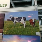 Home Decor MDF Cheap Farm Cow LED Modern Wall Clock