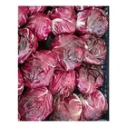 Italy Fresh Organic Round Radicchio Organic Vegetables Fresh