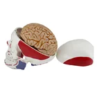 Colorized Adult Skull Bone Model With 8 Parts Artery Brain For Sale