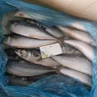 Huiyang Frozen Fish;Pacific Mackerel;frozen mackerel;seafood