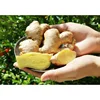 /product-detail/wholesale-market-price-top-quality-fresh-ginger-62225107690.html
