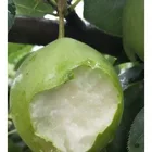 fresh fruit sweet nutrition pear fruit fresh the fruit pear