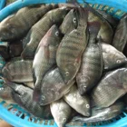 Sea Bass Variety And Fish Product Type Frozen Tilapia Fish