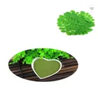 Bulk price moringa leaf extract powder