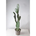 Plant Succulent Plants Indoor Decorative Bonsai Desert Plant Alive Artificial Succulent Plants