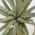 Succulent Plants 27Cm Succulent In Pot Artificial Real Plants Succulent Artificial Mini Succulent