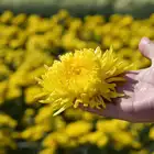 Tea Herbal Chinese Herbal Tea Natural Flower Tea Chinese Herbal Blooming Tea Golden Chrysanthemum