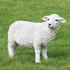/product-detail/decorative-garden-animal-life-size-resin-sheep-lamb-figurines-resin-animal-life-size-fiberglass-sheep--62312907165.html