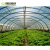 /product-detail/greenday-agricultural-tunnel-greenhouse-have-hydroponic-growing-system-62311774170.html