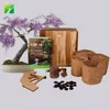 /product-detail/amazon-hot-selling-wisteria-sinensis-gardening-gift-bonsai-tree-live-kit-for-beginner-62329881640.html