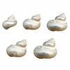 Nautical Sea Conch Shell for DIY fashion Seashell jewelry