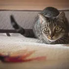 Toy Fit Toy For Pets Cat Toy Interactive Cat Wand Multi Feather Teaser And Exerciser Pet Fit Toy For Cat And Kitten