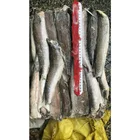 Quality choice nature frozen seafood Argentina cod fish