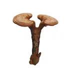 Chinese Herbal Medicine 100% Natural Nature Ganoderma Lucidum