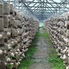 Best Natural Lions Mane Mushroom Extract powder