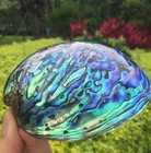 New Zealand Shell Hot Sale Modern Home Craft Handmade New Zealand Abalone Shell Pieces For Crafts