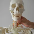 Life Size Skeleton 180cm Life Size Plastic Human Anatomy Skeleton Model Anatomical Skeleton Human Model
