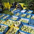 Pear Pear China Ya Pear Fresh Pear Fruit Fresh