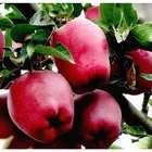 Fruits Red Delicious Apples Price Apple Fruits Cheap