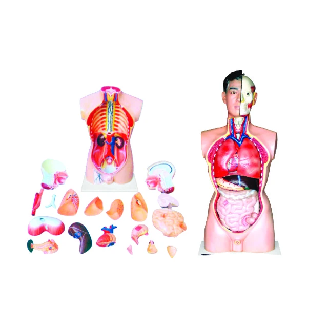 نموذج للتدريس الطبي جسم الإنسان الجذع 21 أجزاء